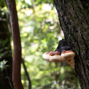 サルノコシカケ / shelf fungus＜L＞