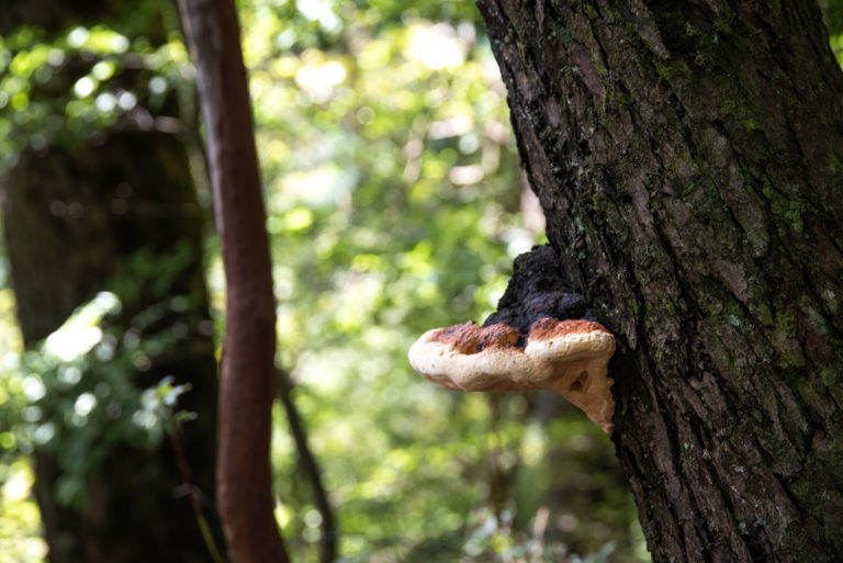 サルノコシカケ / shelf fungus