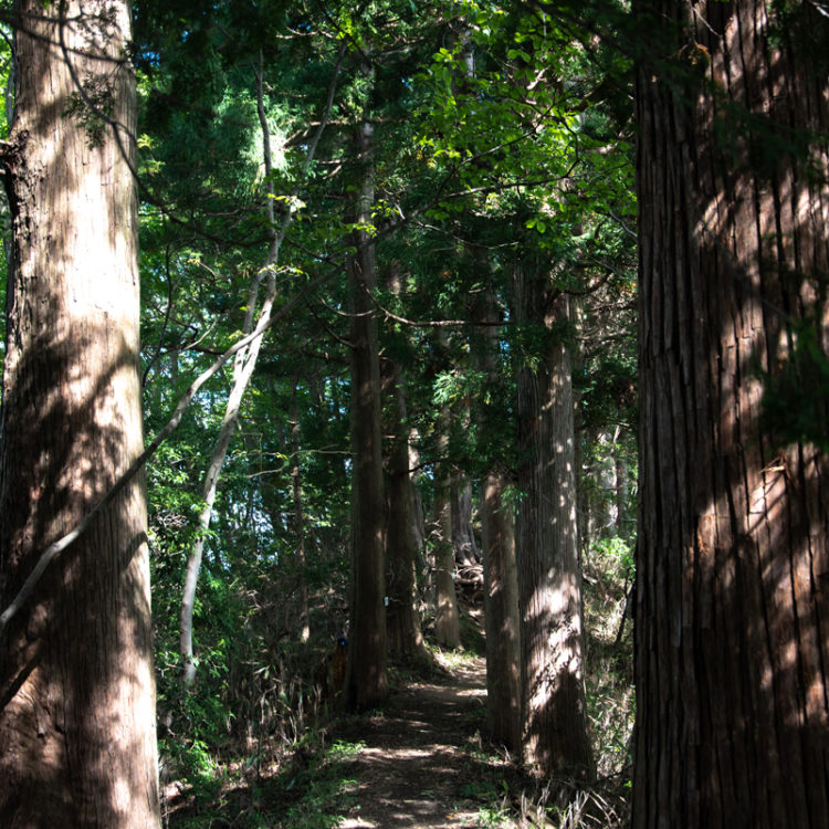 光の差し込む木々に囲まれた尾根道 / Ridge path surrounded by trees with light shining through
