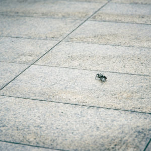 道を横切る蟹 / Crab crossing the road＜L＞