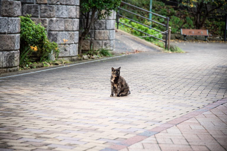 凛々しく座る猫 / Cat sitting with dignity