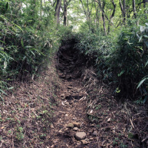笹に囲まれた登山道 / Trail surrounded by bamboo grass＜L＞