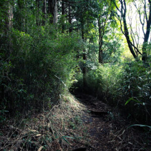 薄暗い道を歩いてきて出会った差し込む光 / The light coming in after walking down a dimly lit street<L>