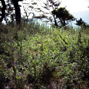 笹の成長 / Bamboo grass growth＜L＞