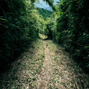 背の高い笹に囲まれた登山道 / Trail surrounded by tall bamboos＜L＞