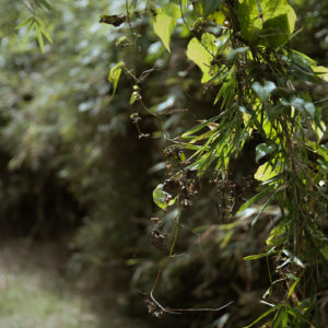 笹に絡みついた枯れた蔦 / Dead ivy tangled in bamboo grass＜L＞