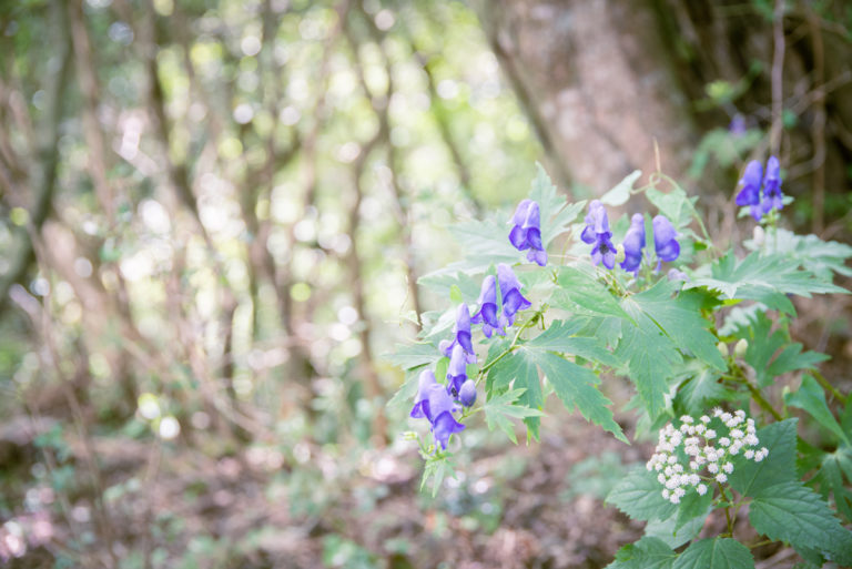 柔らかな光とトリカブト / Soft light and monkshood