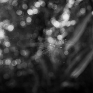 蜘蛛の巣と光 / Spider web and light＜L＞