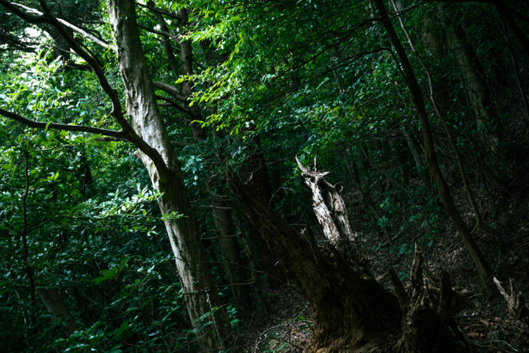 生と死と / Life and Death and…