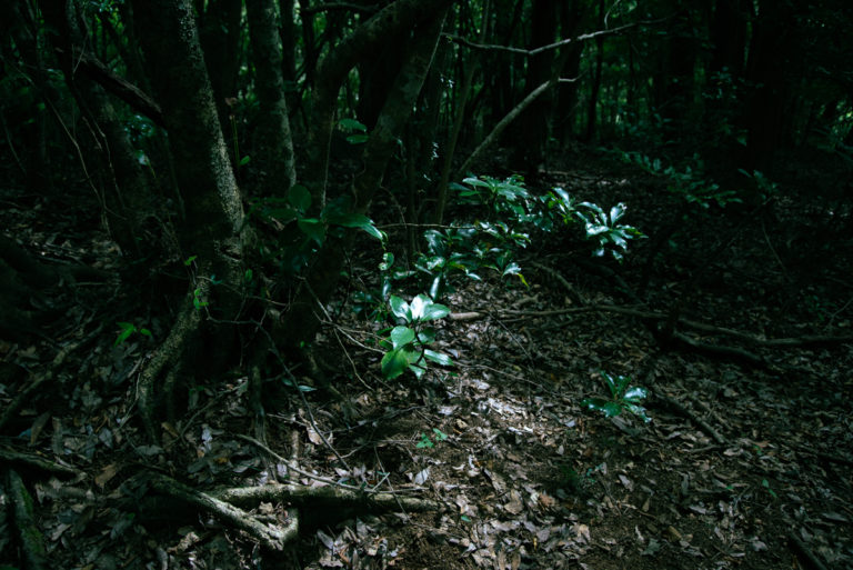 仄暗いなか淡く照らされた葉 / Leaves faintly illuminated in the dark
