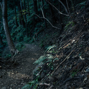 シダと光 / Ferns and Light＜L＞