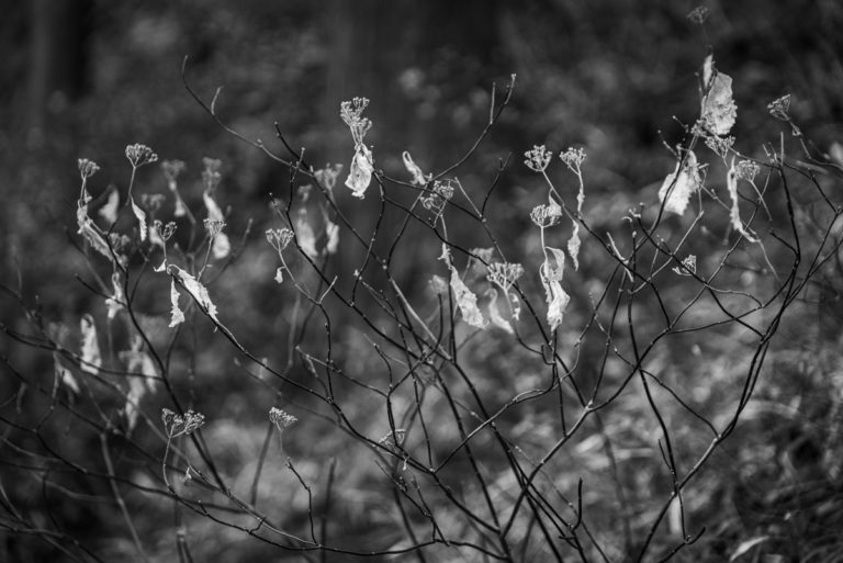 枯れ落ちた枝にそっと吹く風 / Wind blowing softly on withered branches