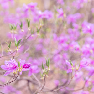 トウゴクミツバツツジと若葉 / Japanese azalea and young leaves＜L＞
