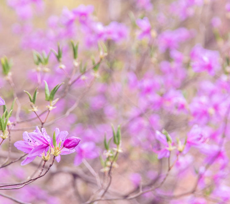 トウゴクミツバツツジと若葉 / Japanese azalea and young leaves