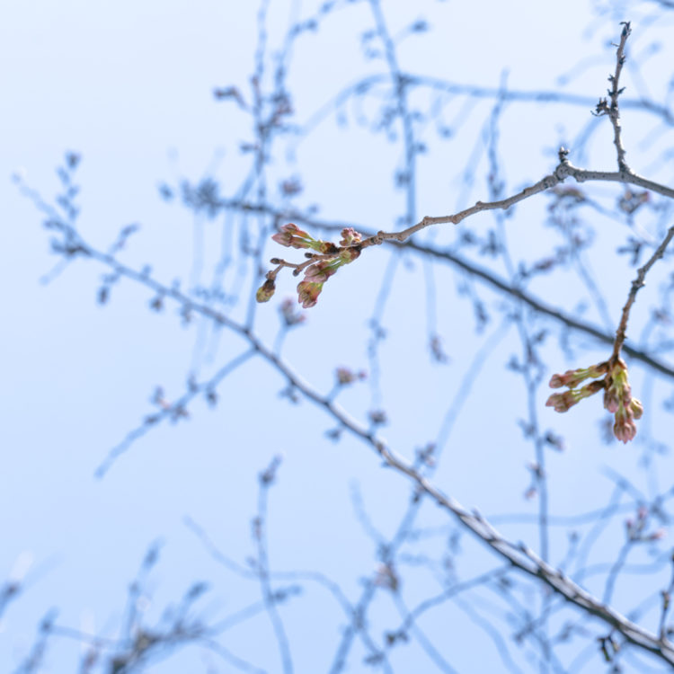 桜の蕾 / Cherry Blossom Buds