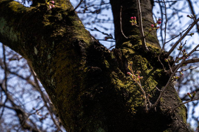 桜の幹と蕾 / Cherry trunks and buds