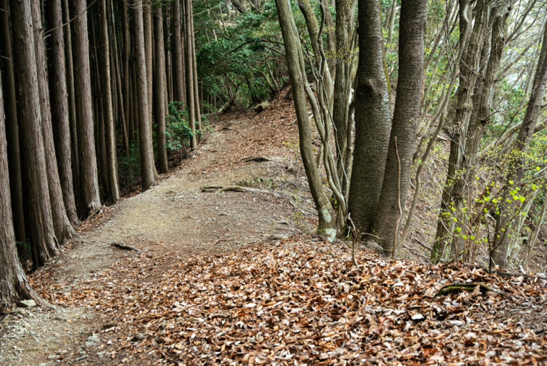 枯れ葉と登山道 / Dead leaves and trails