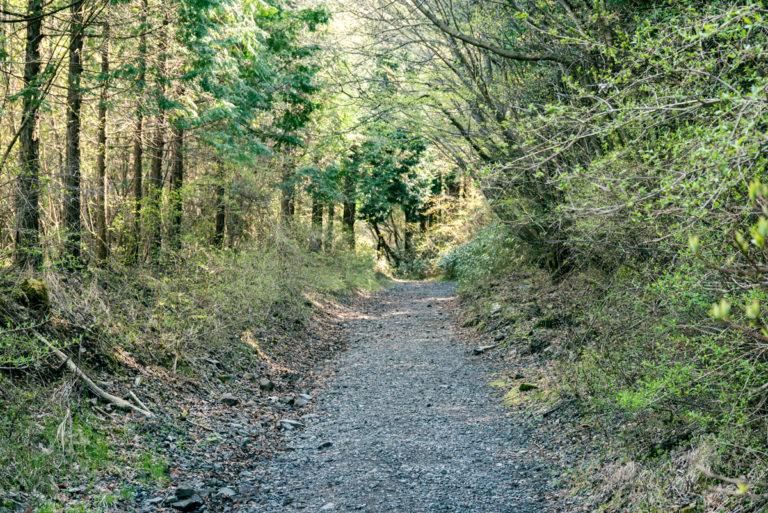 砂利道とせり出す木 / Gravel road and overhanging trees