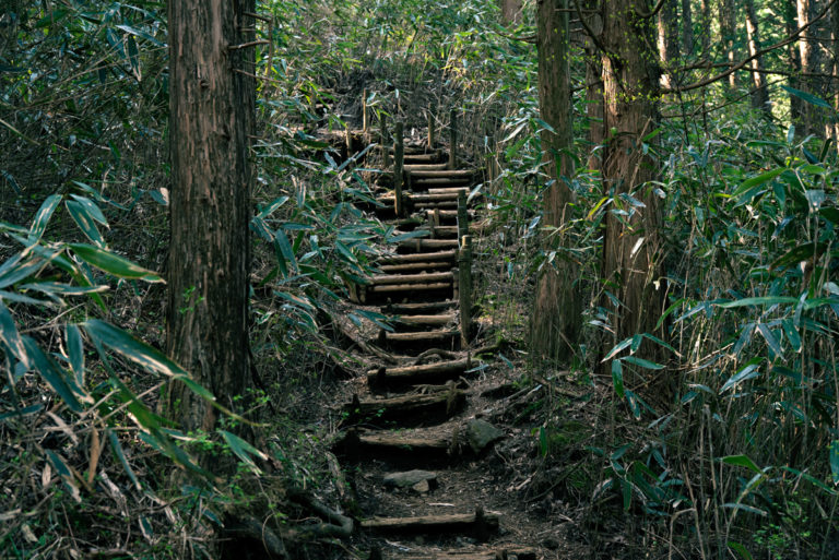 丸太の階段と笹 / Log stairs and bamboo grass