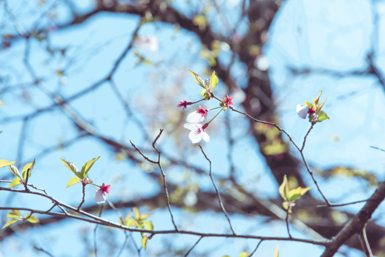 葉桜への移ろい / Transition to leaf cherry blossoms