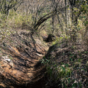 金時山へ向かう道 / Road to Mt.Kintoki＜L＞