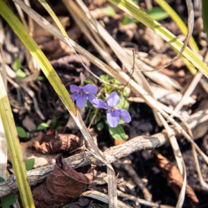道の脇に咲いていたスミレ / Violets blooming on the side of the road＜L＞