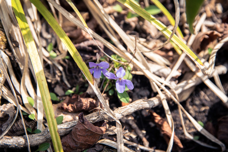 道の脇に咲いていたスミレ / Violets blooming on the side of the road
