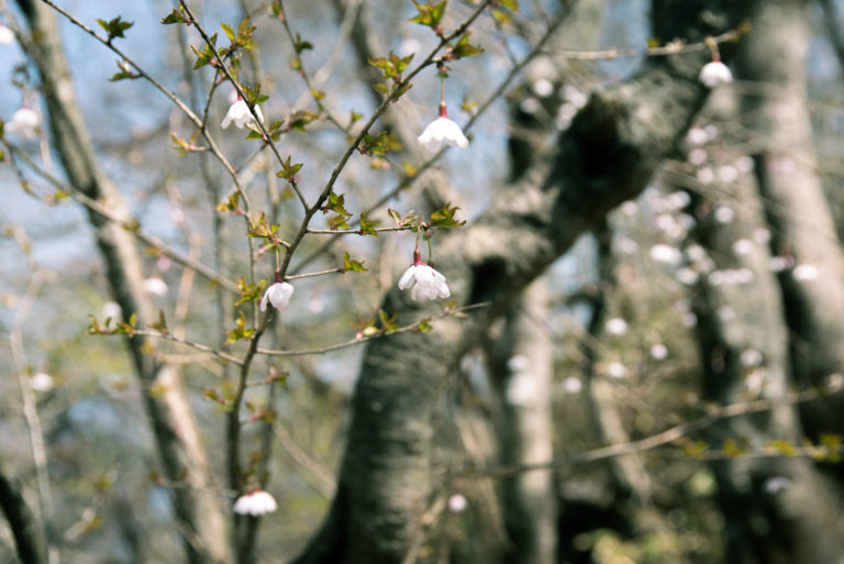 下向きに咲く桜 / Cherry blossoms blooming downward