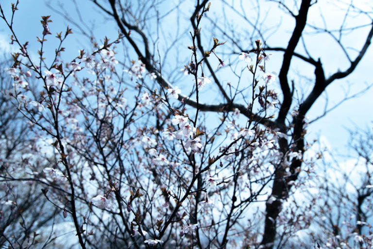 爽やかに咲く桜 / Refreshingly blooming cherry blossoms