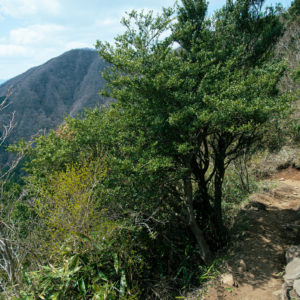 金時山下山中に見た登山道 / Trail seen during descent of Mt.Kintoki＜L＞