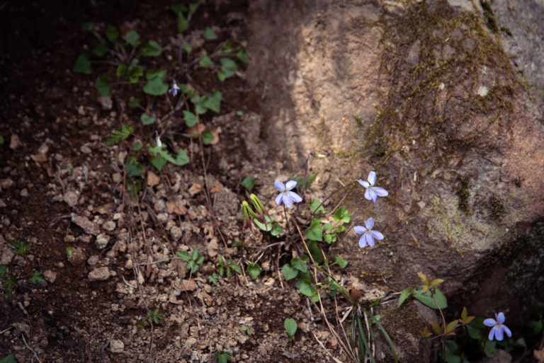 岩の隙間から生えるスミレ / Violets growing between rocks