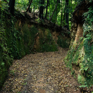 雨の切通し / Sunken road in the rain＜L＞