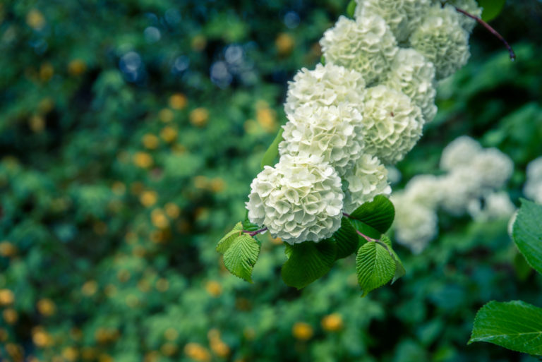 白い紫陽花 / White hydrangea