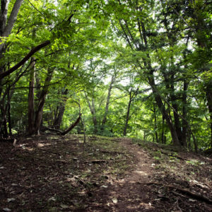 こんもりとした丘を進む / footpath in the forest<L>
