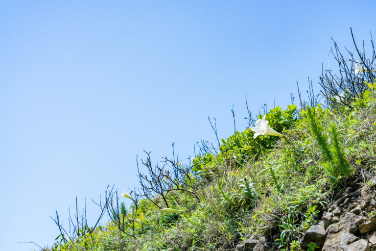 平久保崎のテッポウユリ / Lily of the valley at Hirakubozaki