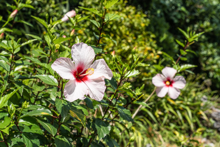 石垣島のハイビスカス / white and red flowers