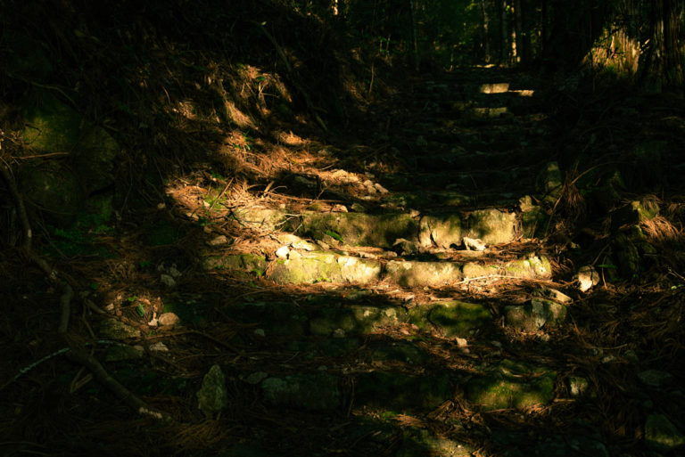 朝日に照らされた熊野古道の石段 / Stone steps illuminated by the morning sun
