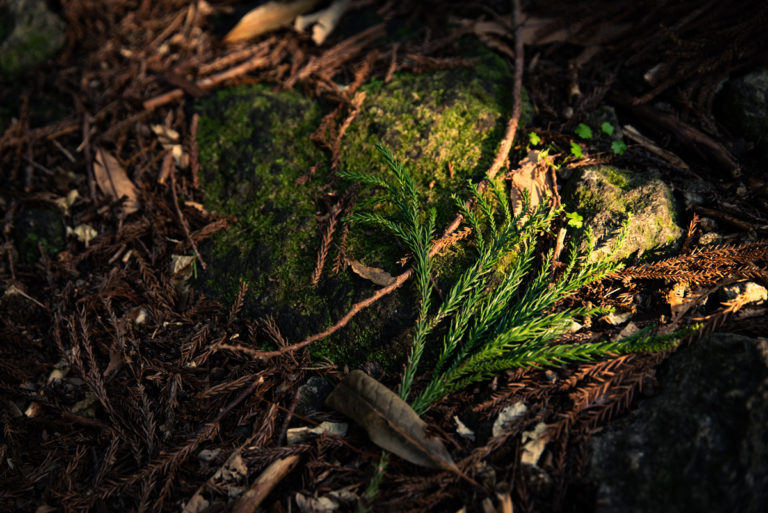 朝日に照らされた落ち葉 / Fallen leaves illuminated by the morning sun