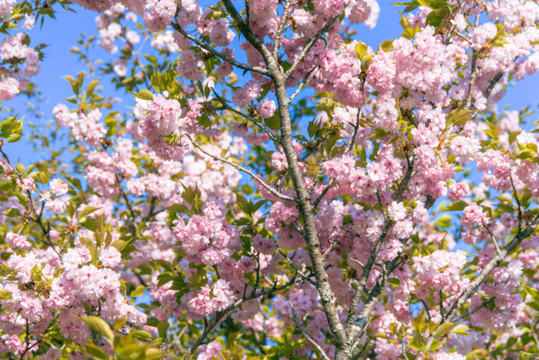 熊野古道で出会った桜 / Cherry blossoms encountered on the Kumano Kodo