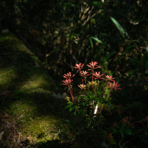 赤く色づいた葉 / reddish yellow leaves＜L＞