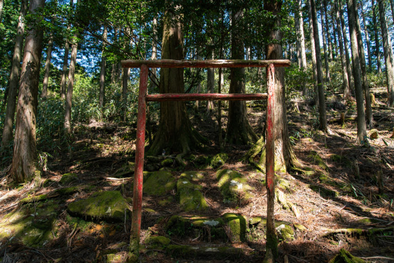 森の中の小さな鳥居 / Small torii in the forest