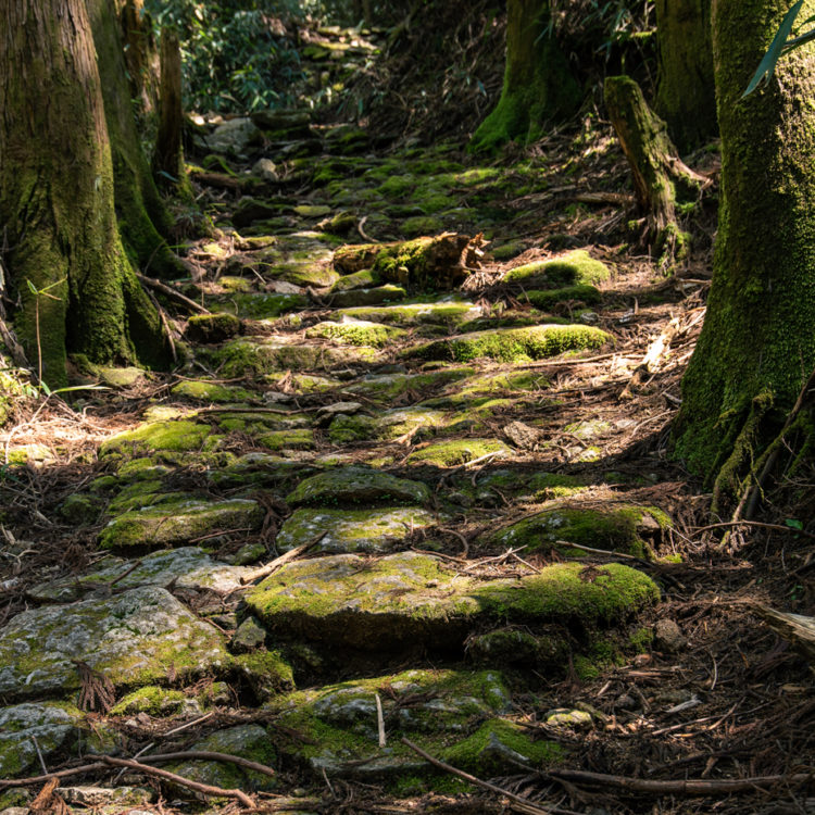 熊野古道の苔むした石畳 / Moss-covered stone pavement of Kumano Kodo