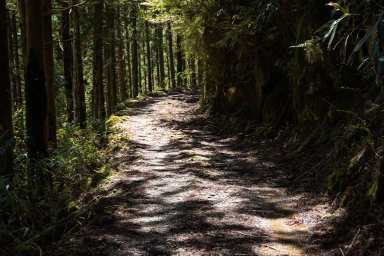 木漏れ日の差す林道 / path through the forest with sunlight filtering through the trees