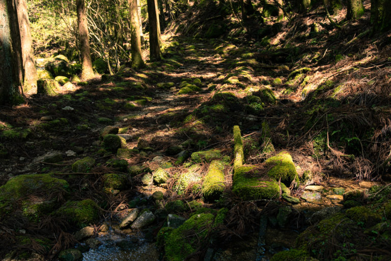熊野古道の苔たち / Mosses on the Kumano Kodo