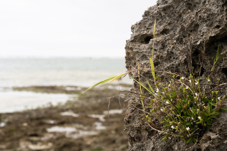 海岸の岩に生える草 / Grass growing on rocks on the beach