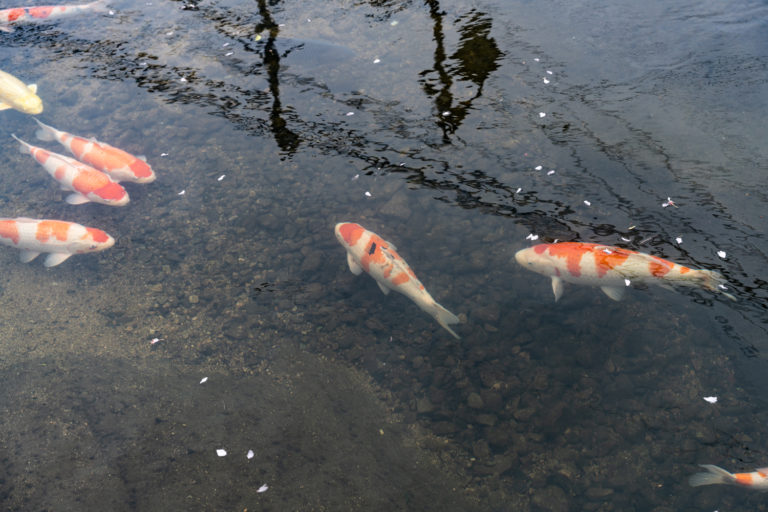 鯉と桜の花びら / koi fish swimming with sakura petals