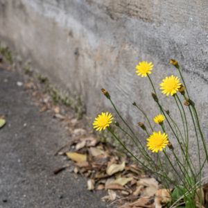 道端のタンポポ / roadside dandelion＜L＞
