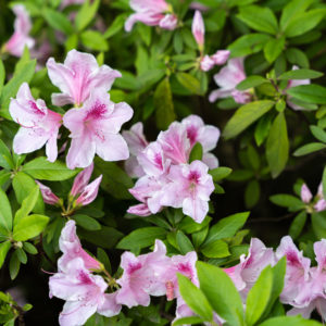 ツツジの花々 / Azalea Flower＜L＞