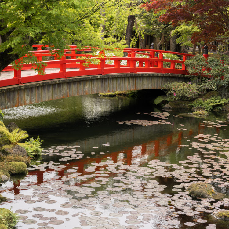 赤い橋と蓮の葉 / Red bridge and lotus leaves