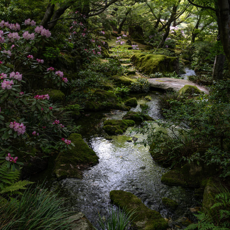 うっすらと光が入る日本庭園 / Japanese garden with faint light